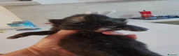 Persiano gatti in vendita: Gattini persiani  - Annuncio 14