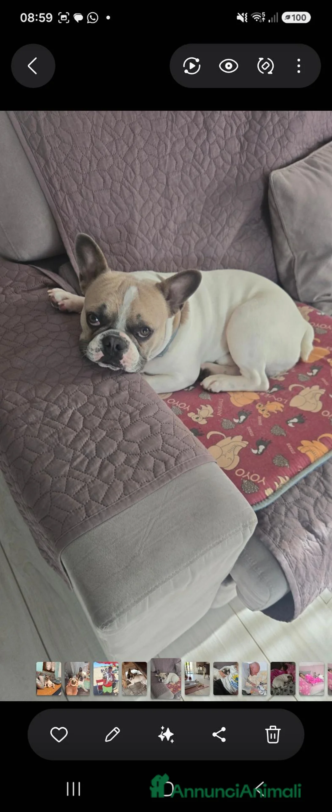 Bulldog Francese cani per accoppiamento: Buldog francese originale  a Provincia di Foggia - Annuncio 2