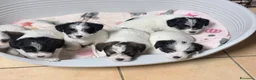 Jack Russell cani in vendita: Cuccioli Jack Russell Terrier  a Provincia di Vicenza - Annuncio 2