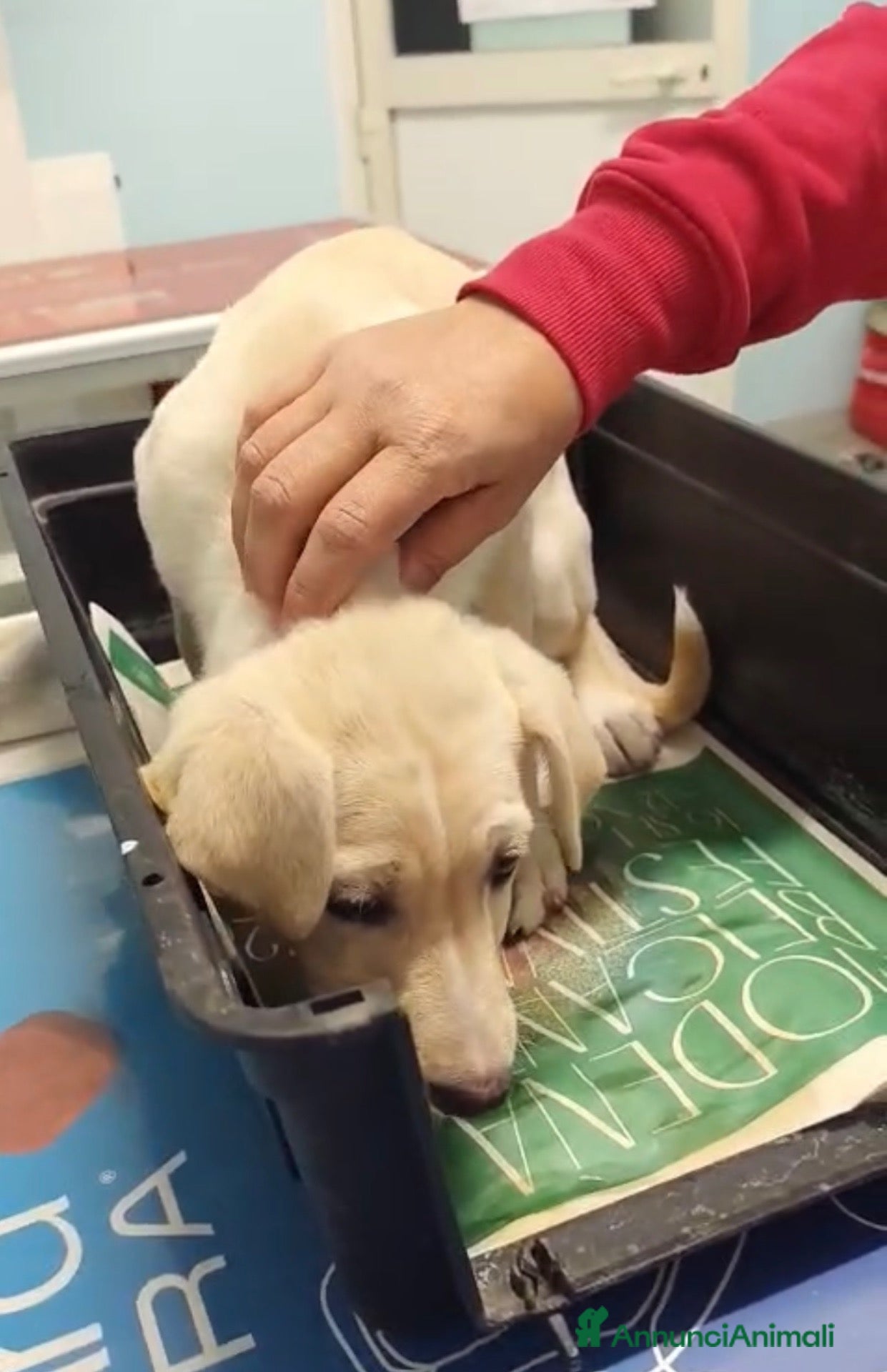 Meticcio cani Principessa una cucciola meravigliosa  - Annuncio 34