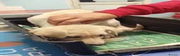 Meticcio cani in regalo: Principessa una cucciola meravigliosa  a Città metropolitana di Milano - Annuncio 1