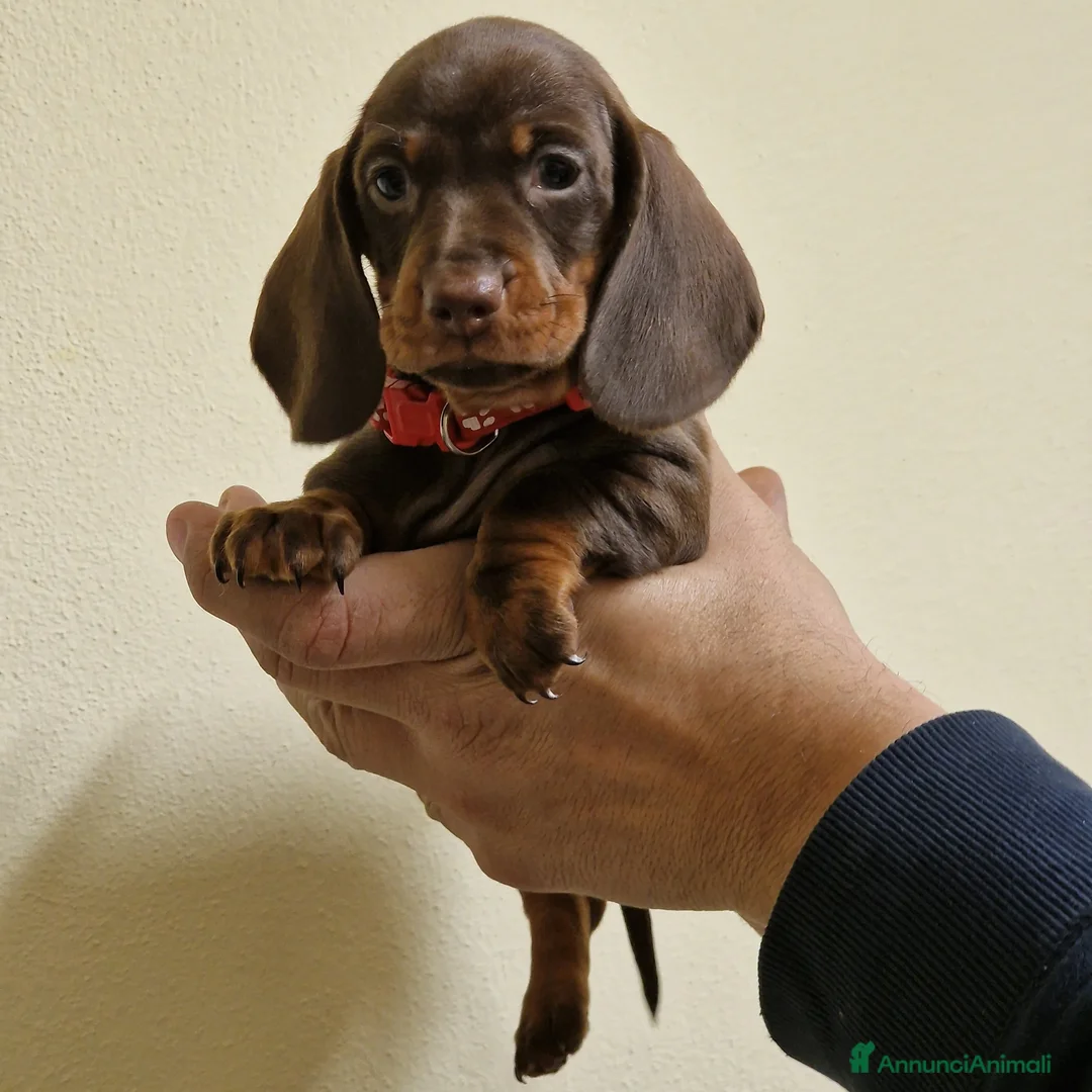 Bassotto cani in vendita: Bassotto arlecchino e cioccolato femmina e maschio - Annuncio 4