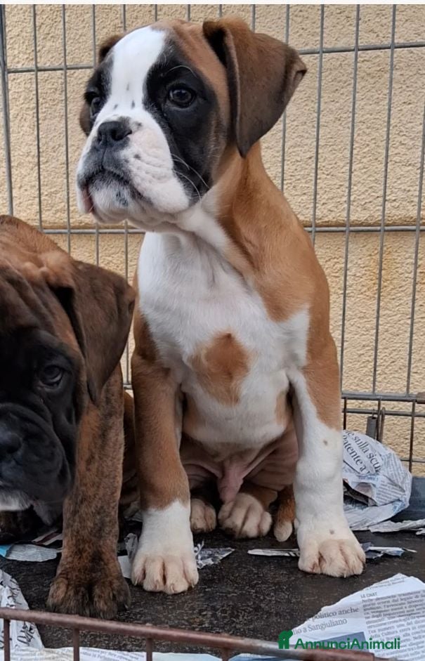Boxer cani cuccioli boxer - Annuncio 2