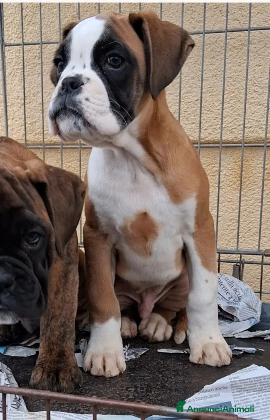 Boxer cani in vendita: cuccioli boxer - Annuncio 3