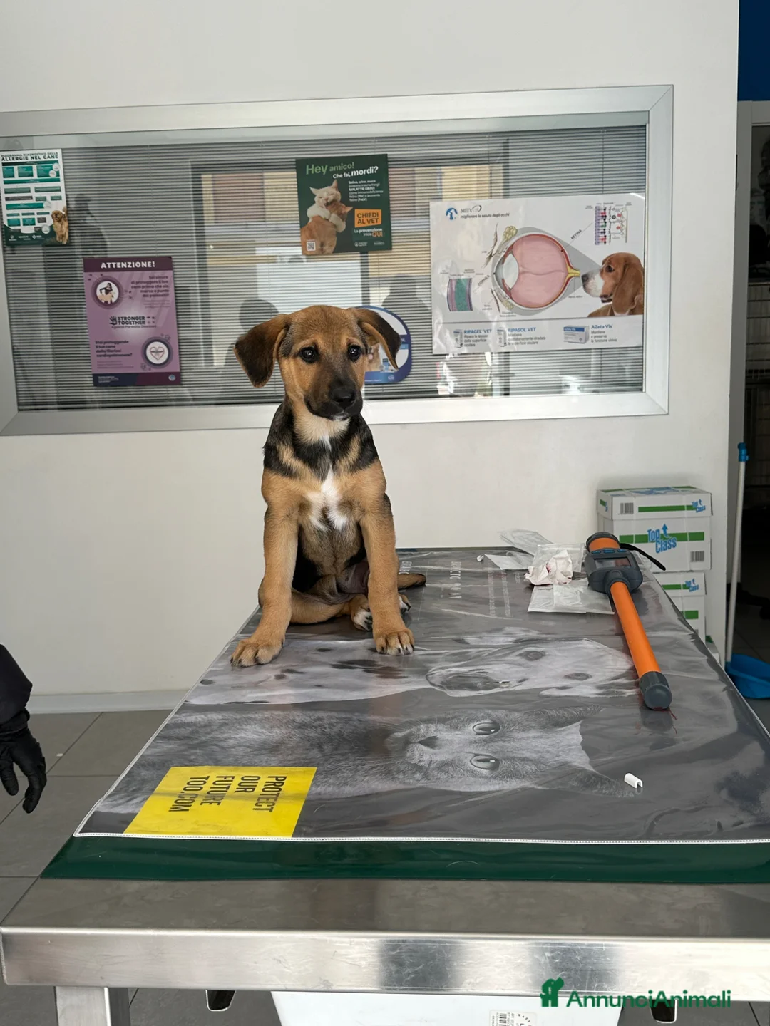 Meticcio cani in regalo: MIA CERCA FAMIGLIA - Annuncio 1