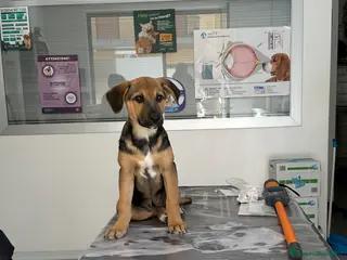 Meticcio cani MIA CERCA FAMIGLIA - Annuncio 6