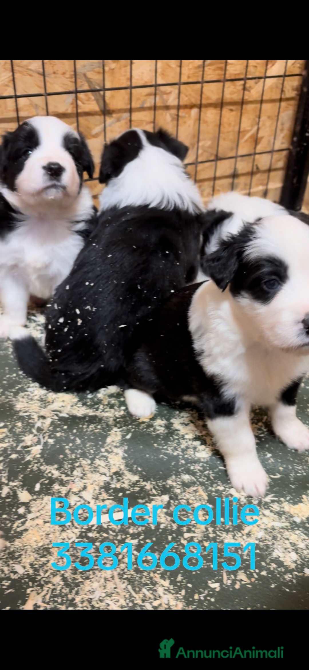 Border Collie cani in vendita: Border collie con Pedigree - Allevamento BELVERDE  - Annuncio 4