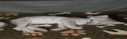 Bengala gatti in vendita: Cuccioli gatto bengala  - Annuncio 11