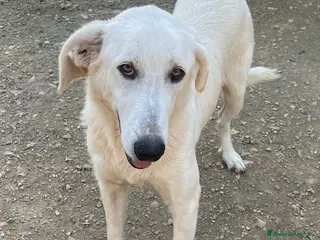 Meticcio cani ADOTTA LA TENERA ZULEYA - Annuncio 15