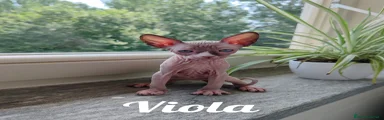 Viola 