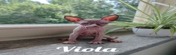 Sphynx gatti in vendita: Cuccioli Canadian Sphynx  - Annuncio 5