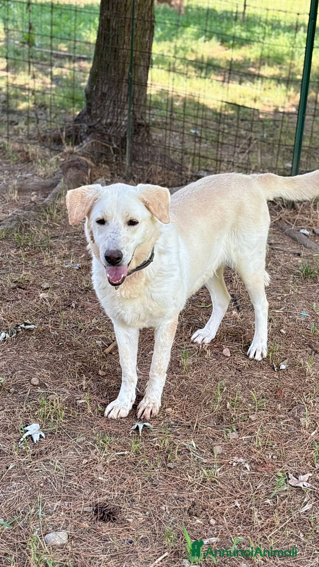 Labrador cani in regalo: Splendida Labrador - EASY a Città metropolitana di Milano - Annuncio 5