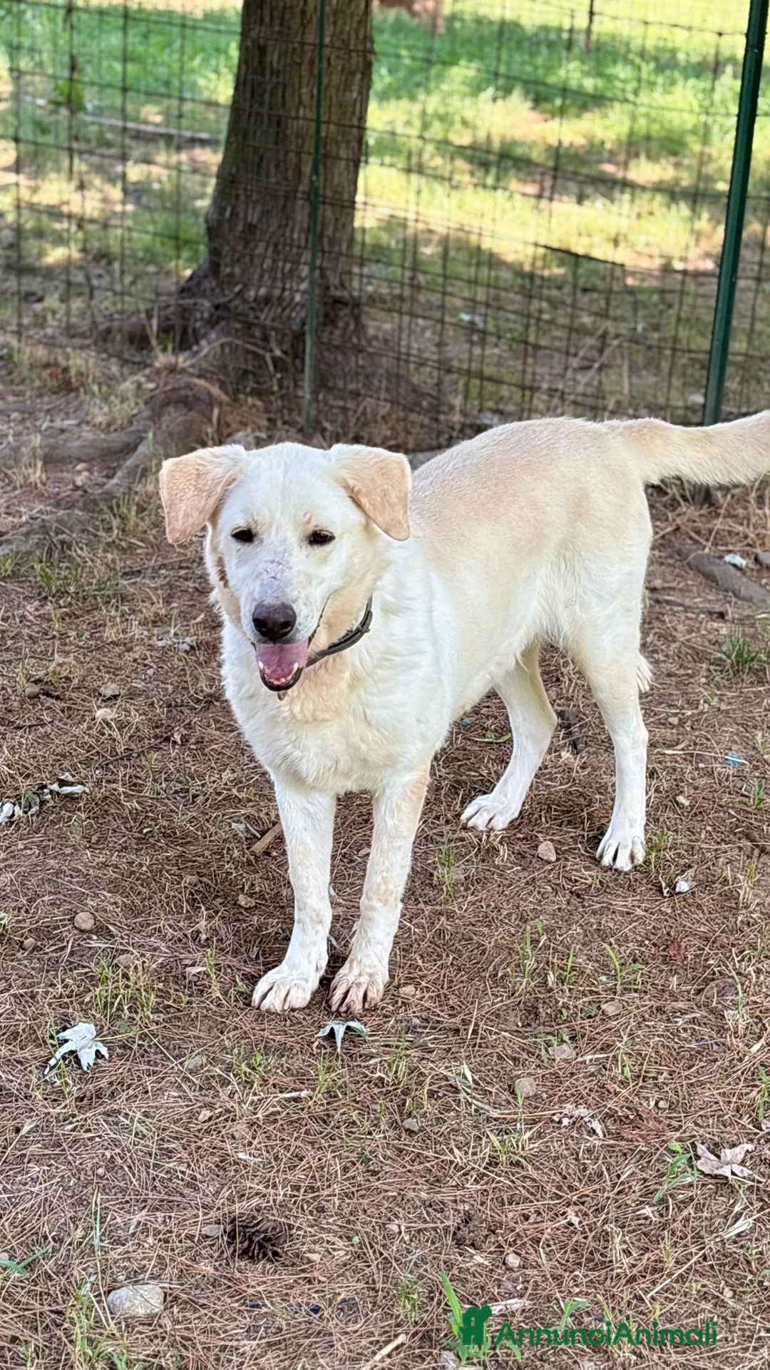 Labrador cani in regalo: Splendida Labrador - EASY a Città metropolitana di Milano - Annuncio 5