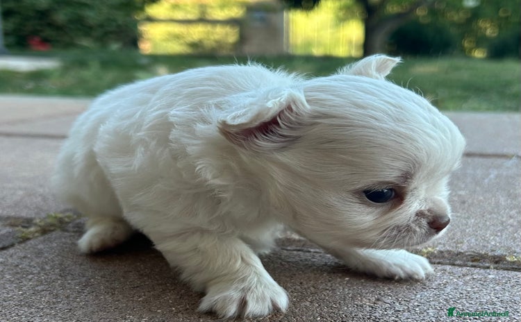 Chihuahua cani a Provincia di Chieti - Annuncio 5