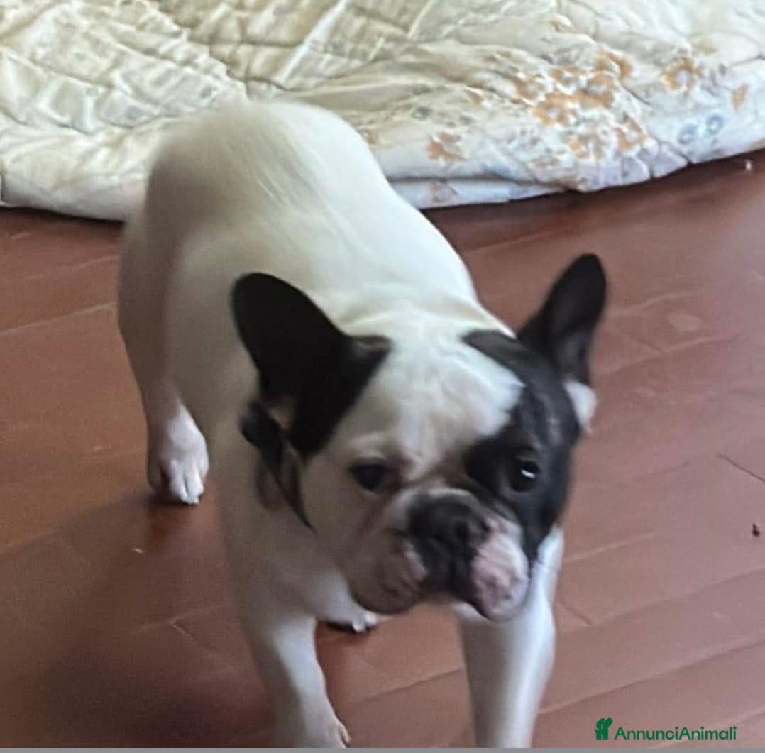 Bulldog Francese cani ARLO 💙 - bulldog francese con pedigree estero - Annuncio 1