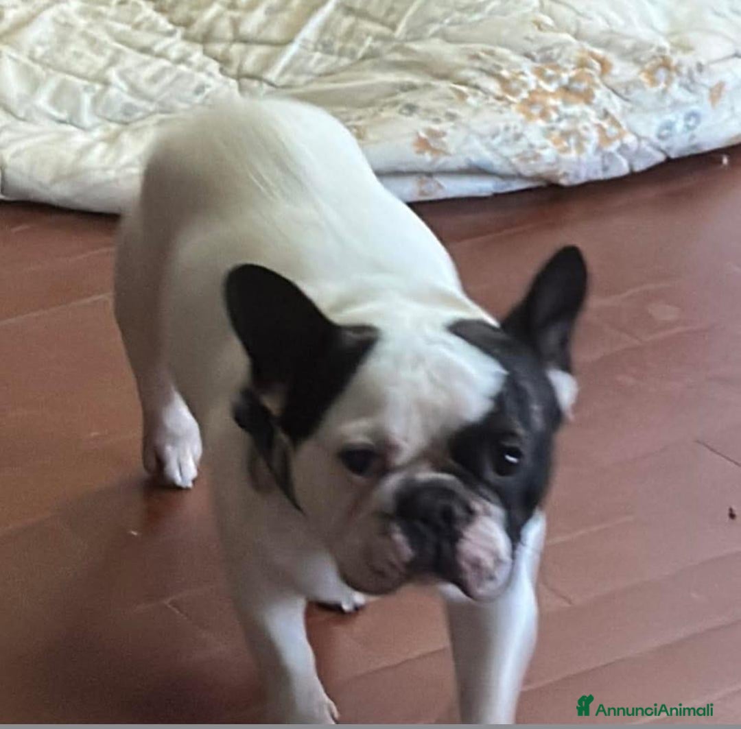 Bulldog Francese cani in regalo: ARLO 💙 - bulldog francese con pedigree estero - Annuncio 1