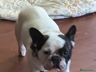 Bulldog Francese cani ARLO 💙 - bulldog francese con pedigree estero - Annuncio 1