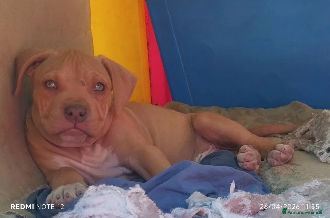 Pitbull cani in vendita: Ultimi 4 cuccioli Pitbull Red nose ukc - Annuncio 2