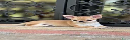 Chihuahua cani in vendita: Cucciola di chihuahua a pelo corto - Annuncio 2
