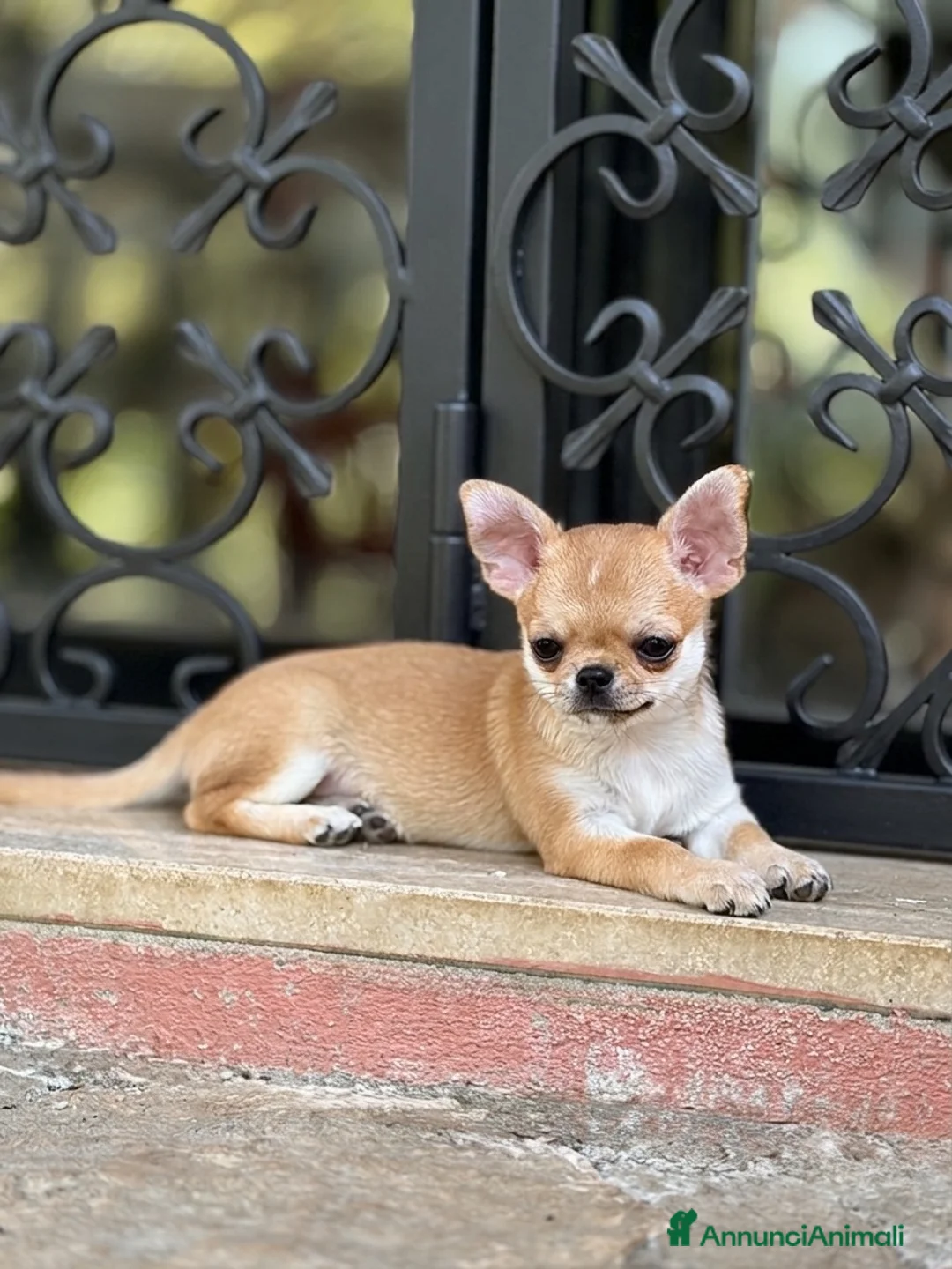 Chihuahua cani in vendita: Cucciola di chihuahua a pelo corto - Annuncio 2