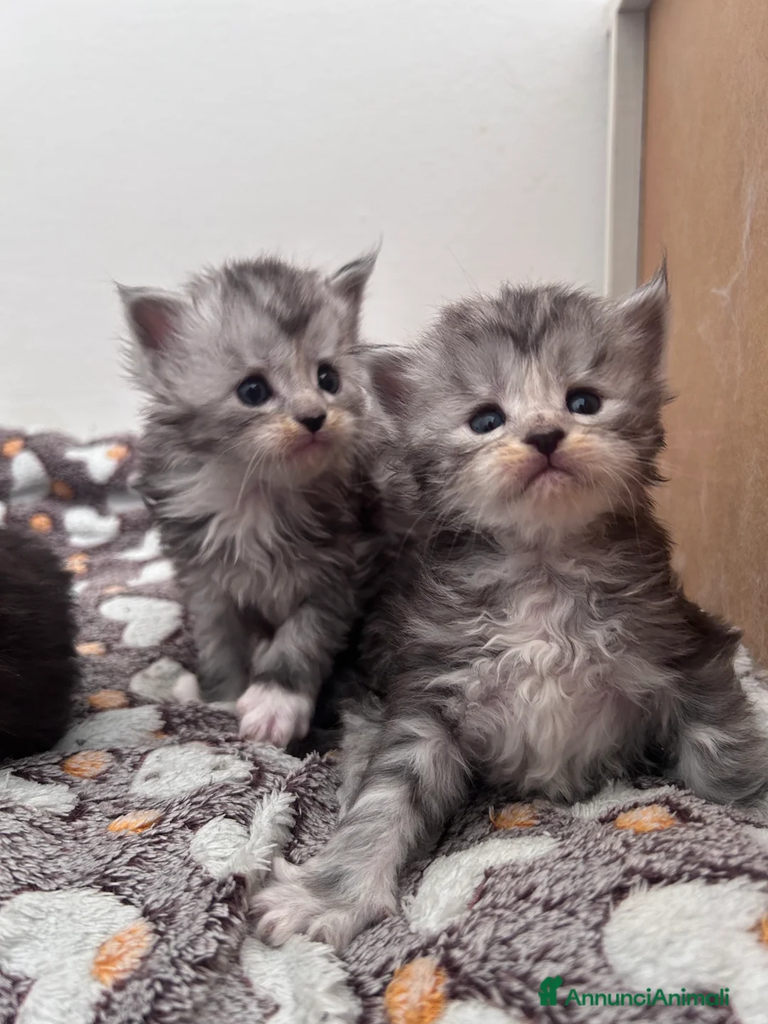 Maine Coon gatti in vendita: Cuccioli Maine Coon - Annuncio 1