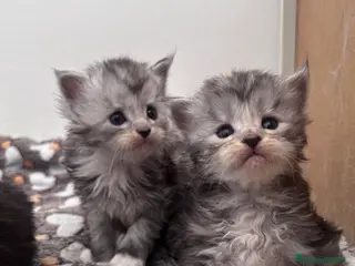 Maine Coon gatti Cuccioli Maine Coon - Annuncio 4