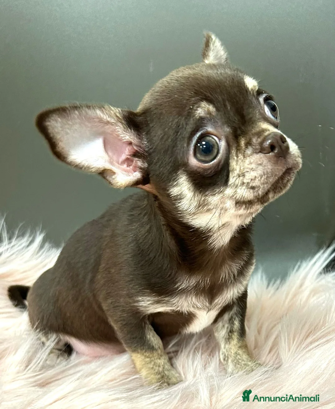 Immagine della galleria {{count}}