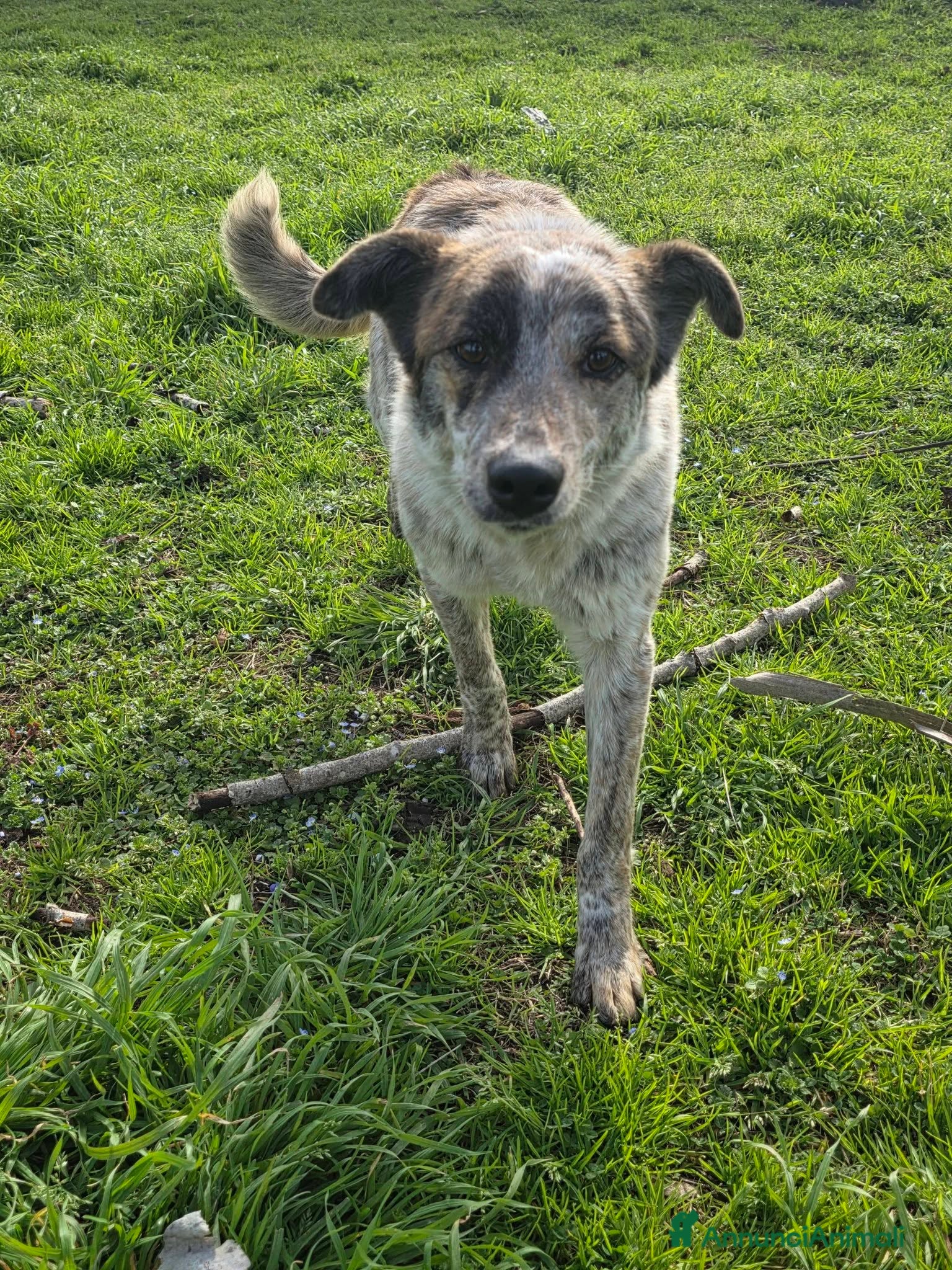 Meticcio cani Karkadè, cucciolona in canile - Annuncio 1