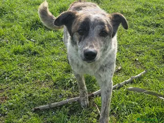 Meticcio cani Karkadè, cucciolona in canile - Annuncio 1