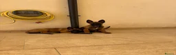 Pastore Belga cani in vendita: Vendesi cuccioli di Pastore belga malinois - Annuncio 2