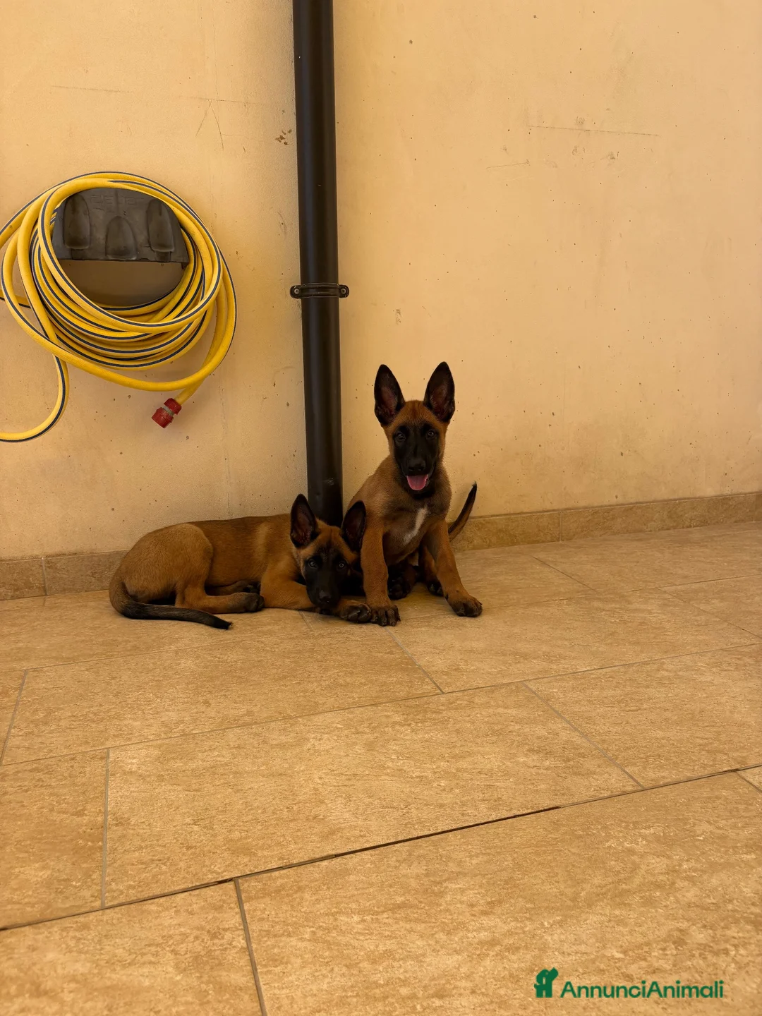 Pastore Belga cani in vendita: Vendesi cuccioli di Pastore belga malinois - Annuncio 2