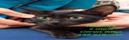 Europeo gatti in regalo: Cuccioli di gattini in adozione - Annuncio 4