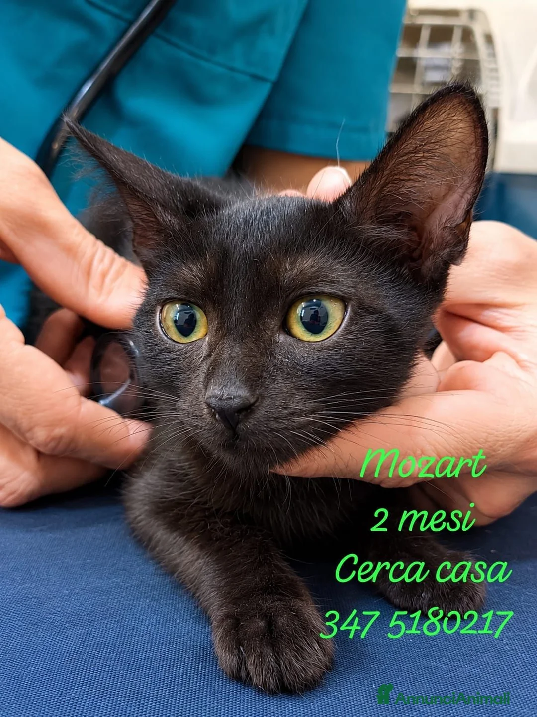 Europeo gatti in regalo: Cuccioli di gattini in adozione - Annuncio 4