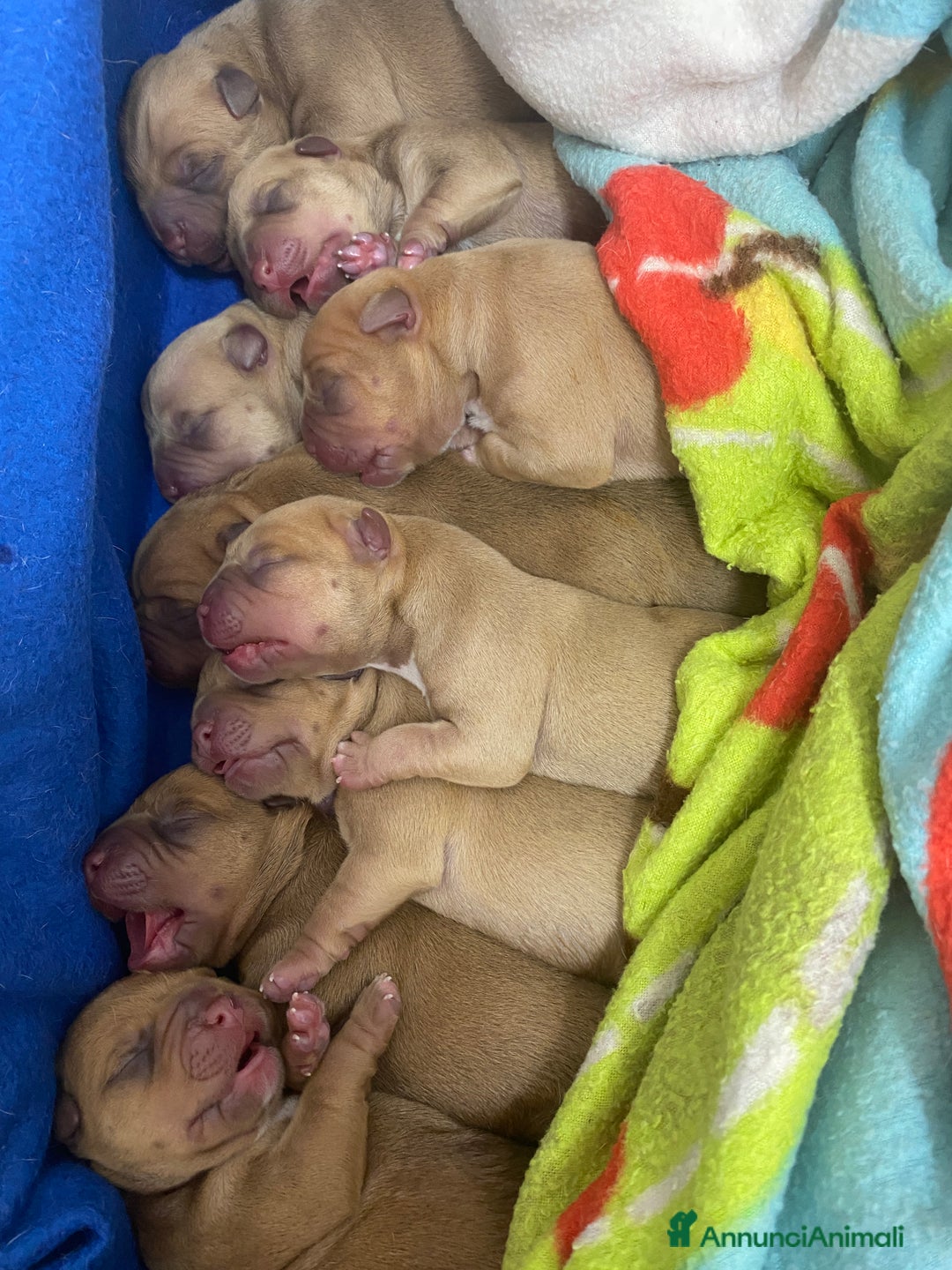 Pitbull cani in vendita: Cuccioli di Pitbull UKC con Pedigree  - Annuncio 9