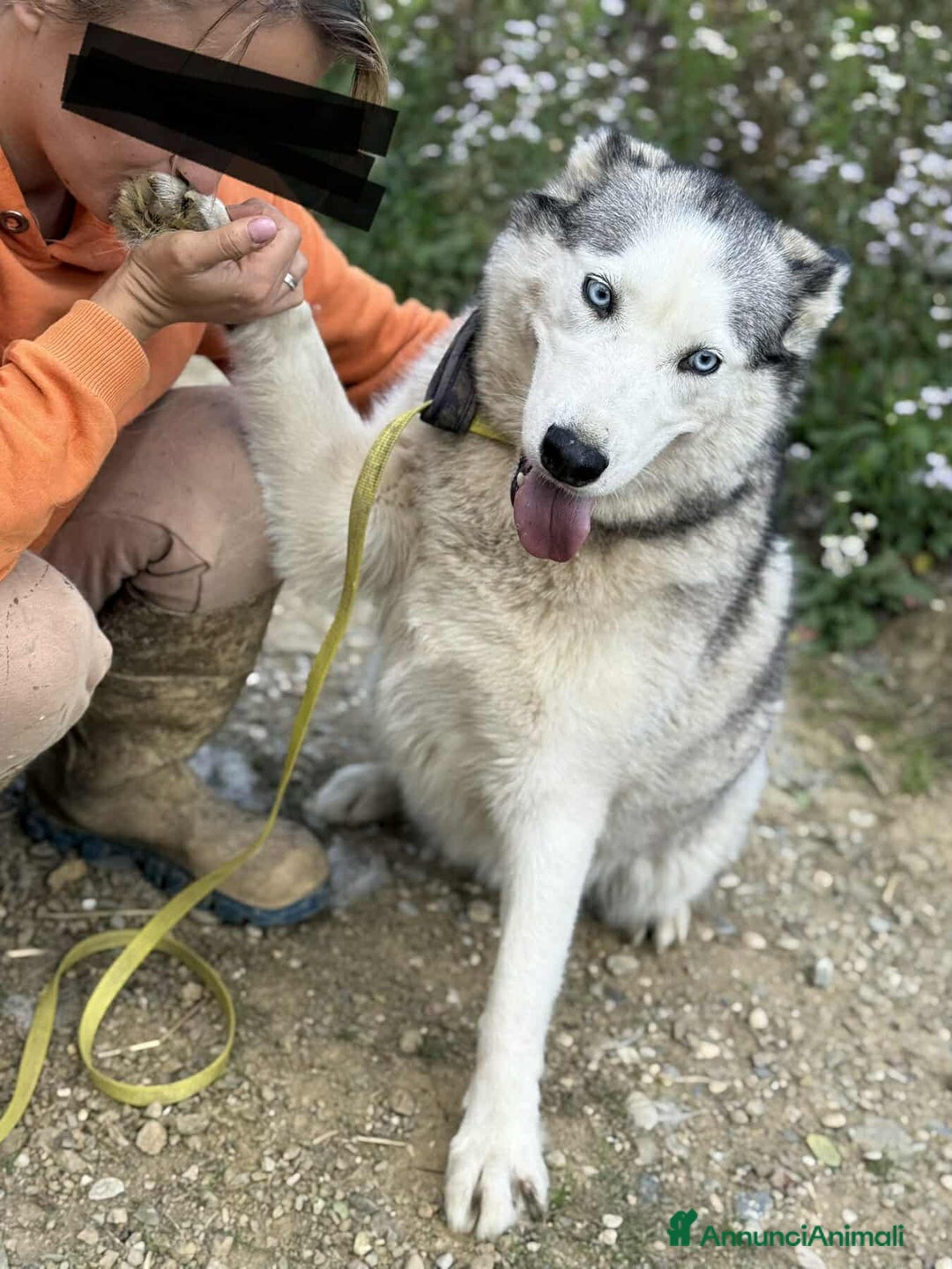 Husky cani in regalo: CINDY, splendida HUSKY cerca famiglia! - Annuncio 5