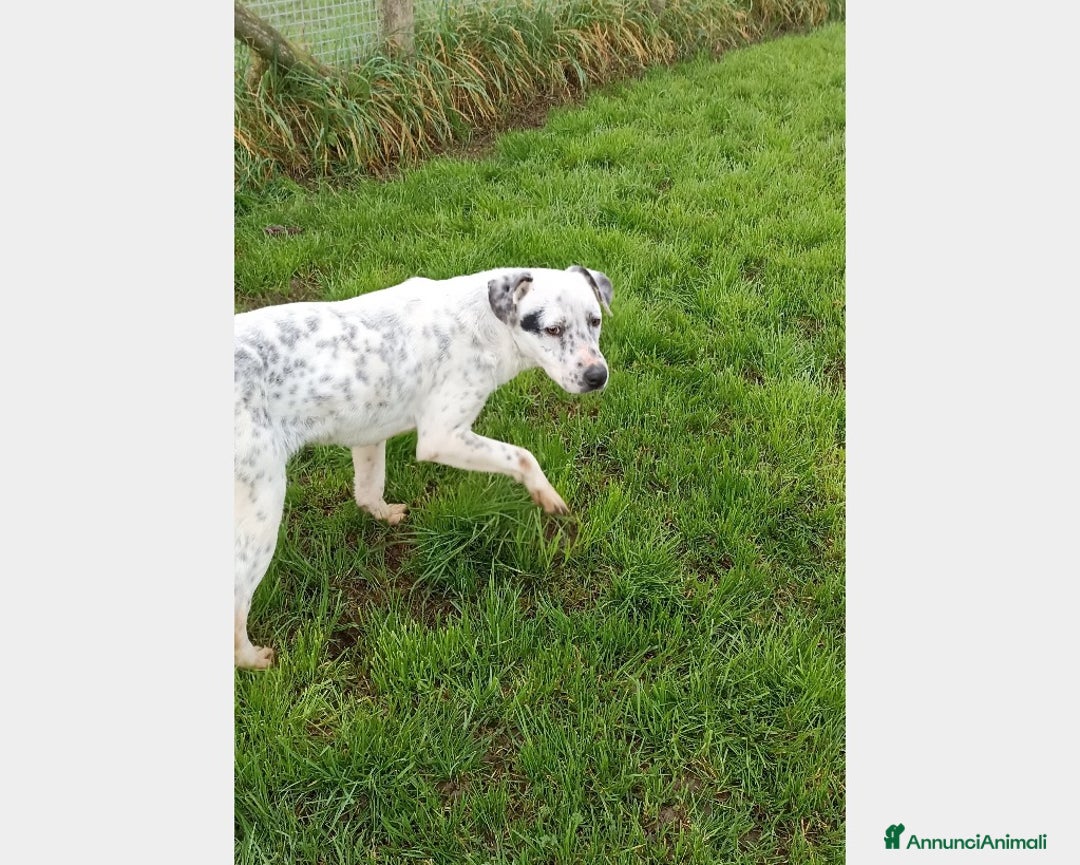 Meticcio cani in regalo: Gina che ci ricorda un dalmata è in adozione a Latina - Annuncio 3