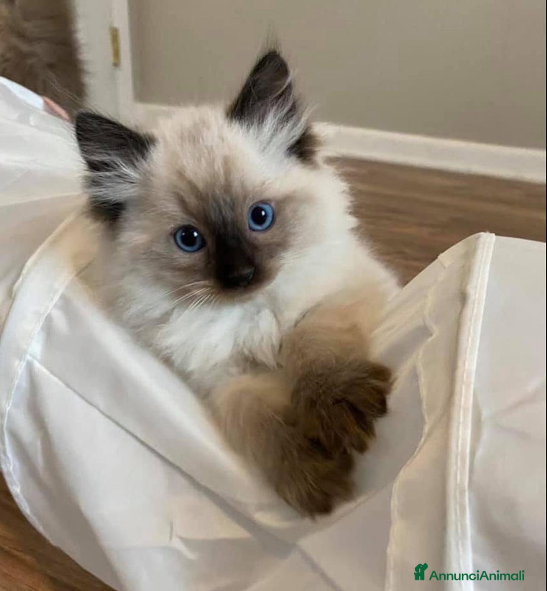 Ragdoll gatti in vendita: Cuccioli di ragdoll - Annuncio 7