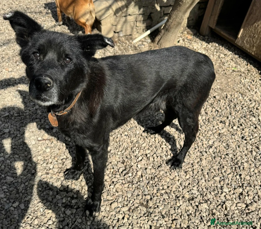 Meticcio cani in regalo: Ottavio 9 anni Taglia media grande  a Provincia di Teramo - Annuncio 2