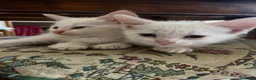 Altre razze gatti in regalo: Gattini in regalo  a Provincia di Verona - Annuncio 7