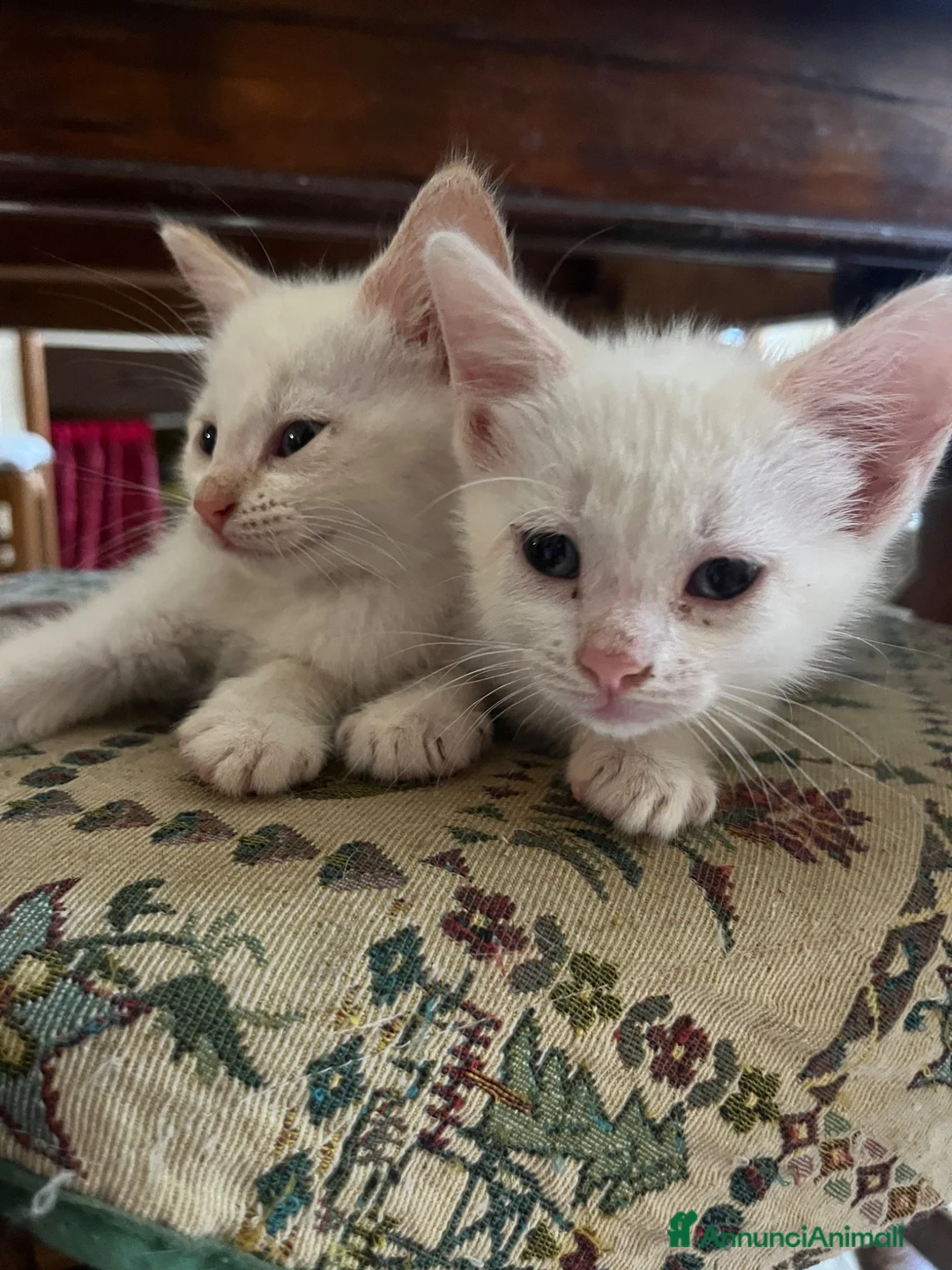 Altre razze gatti in regalo: Gattini in regalo  a Provincia di Verona - Annuncio 7