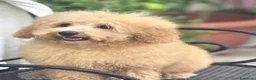 Barboncino Toy cani in vendita: Barboncino toy - Annuncio 11