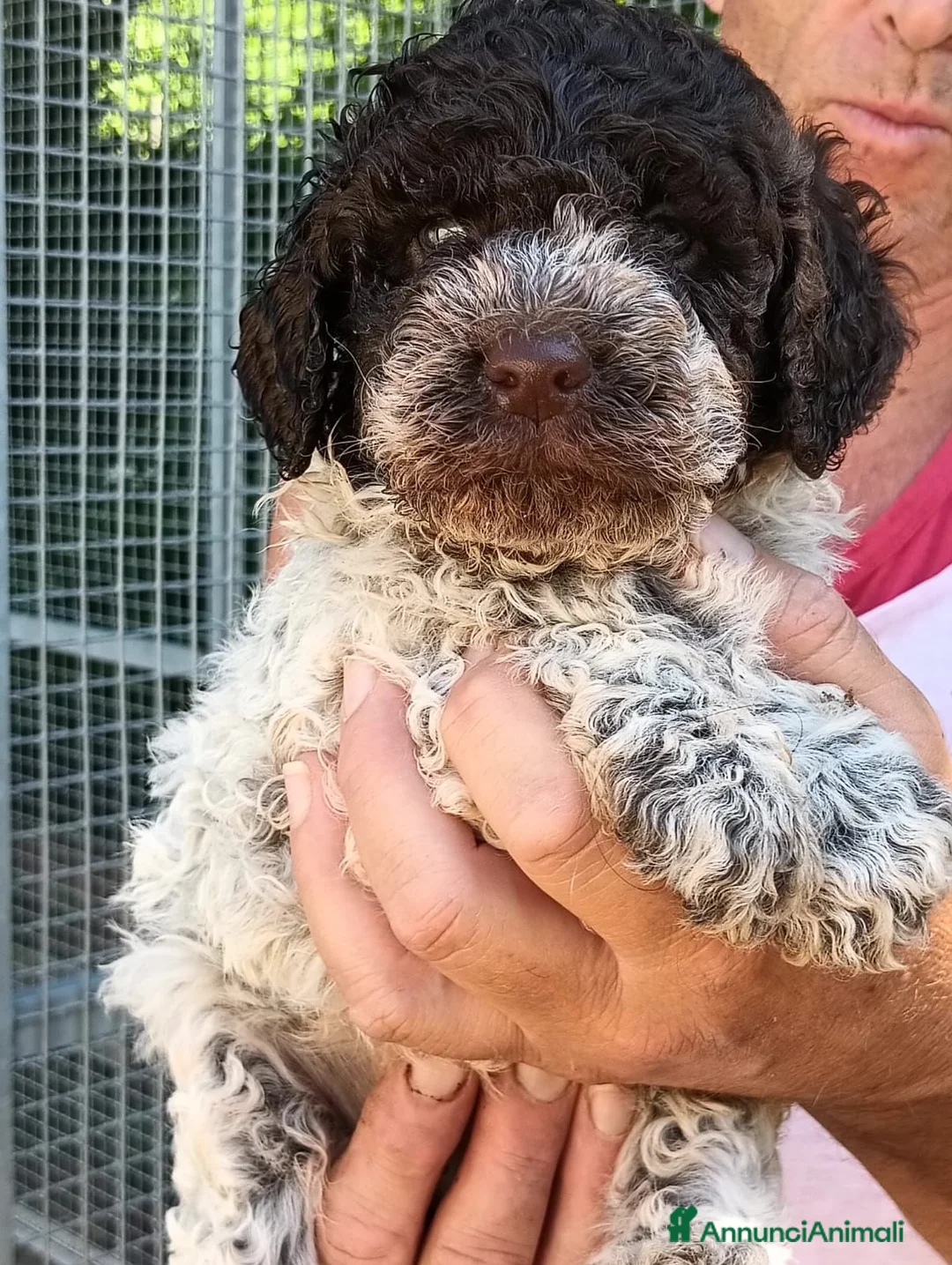 Lagotto cani in vendita: Lagotto romagnolo  - Annuncio 6