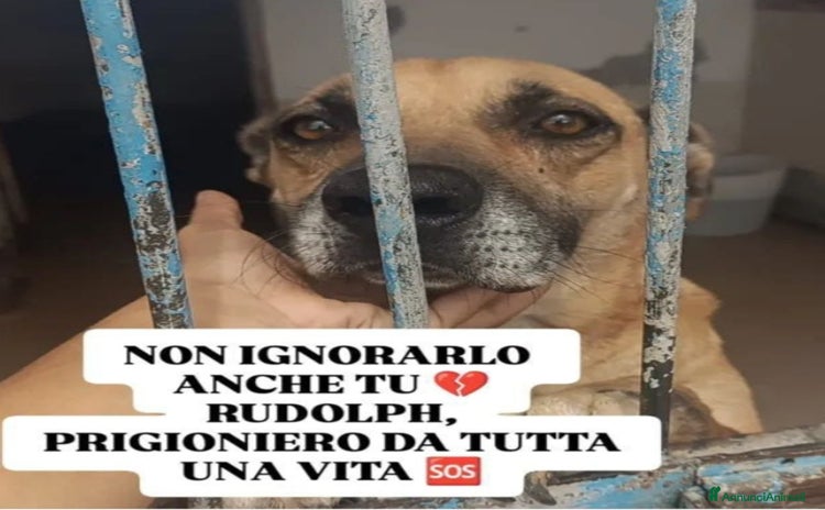 Meticcio cani - Annuncio 13