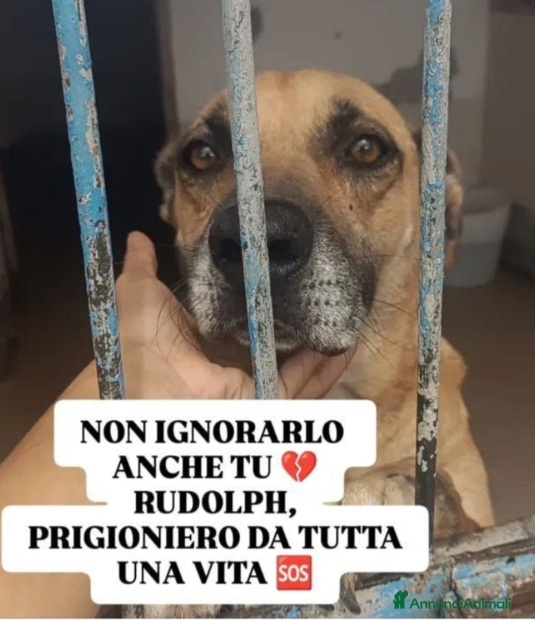 Meticcio cani in regalo: Rudolph 8ANNI DI CATENA IN BOX!!!NAPOLI - Annuncio 1