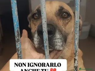 Meticcio cani Rudolph 8ANNI DI CATENA IN BOX!!!NAPOLI - Annuncio 15