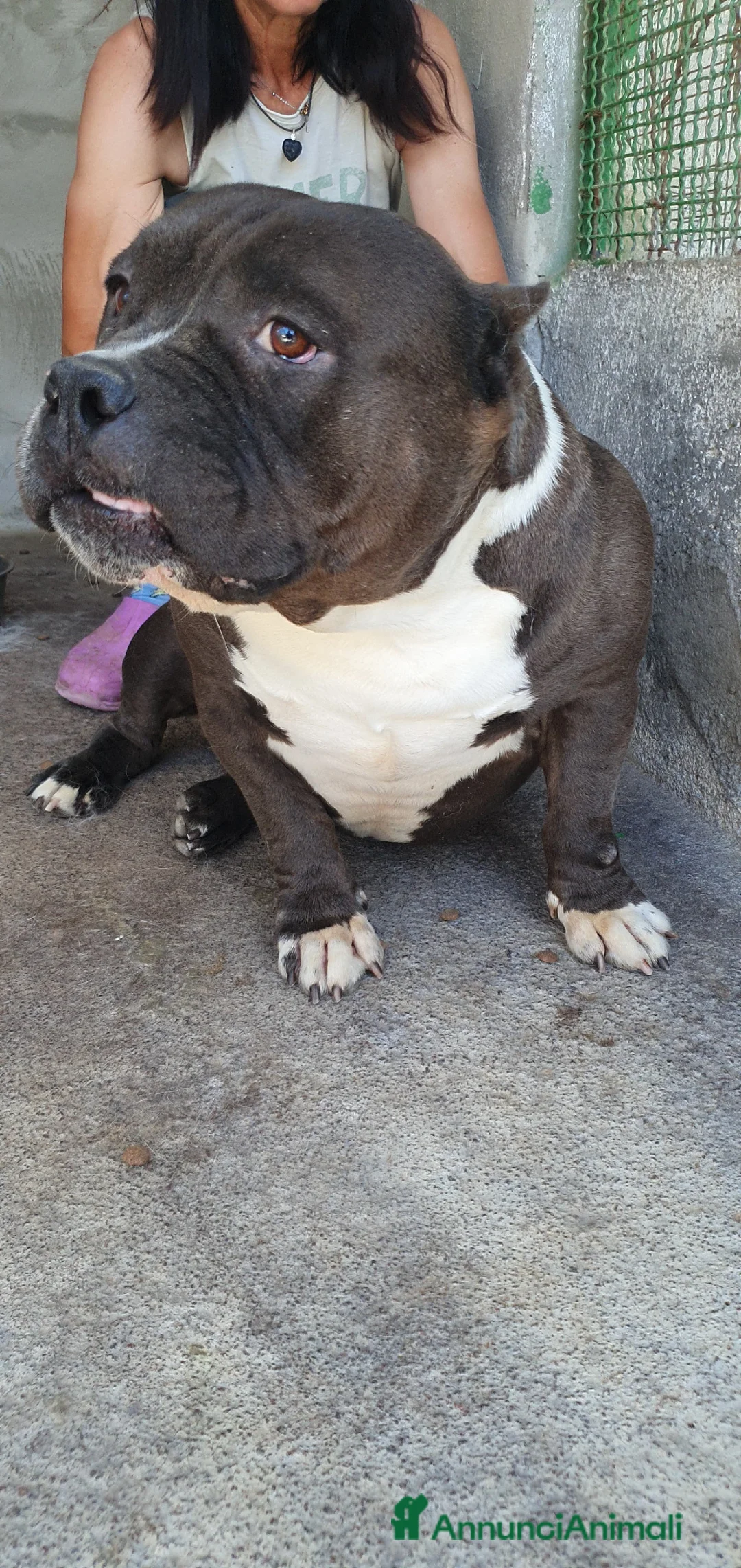 American Bully cani in regalo: Devil, American Bully in Canile - Annuncio 1