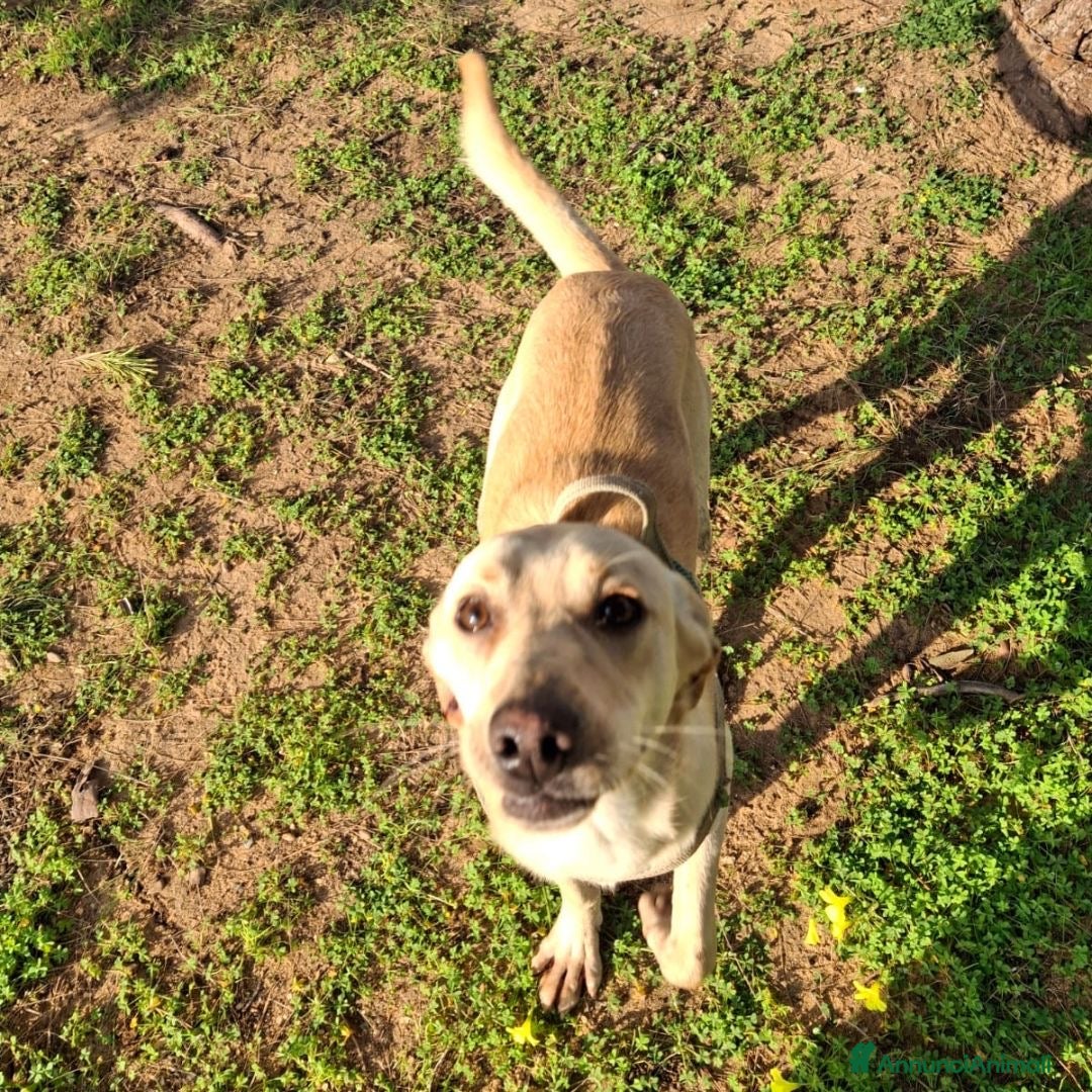 Meticcio cani in regalo: OLLY 💙-cucciolo dolce, non lasciarlo in un box - Annuncio 6