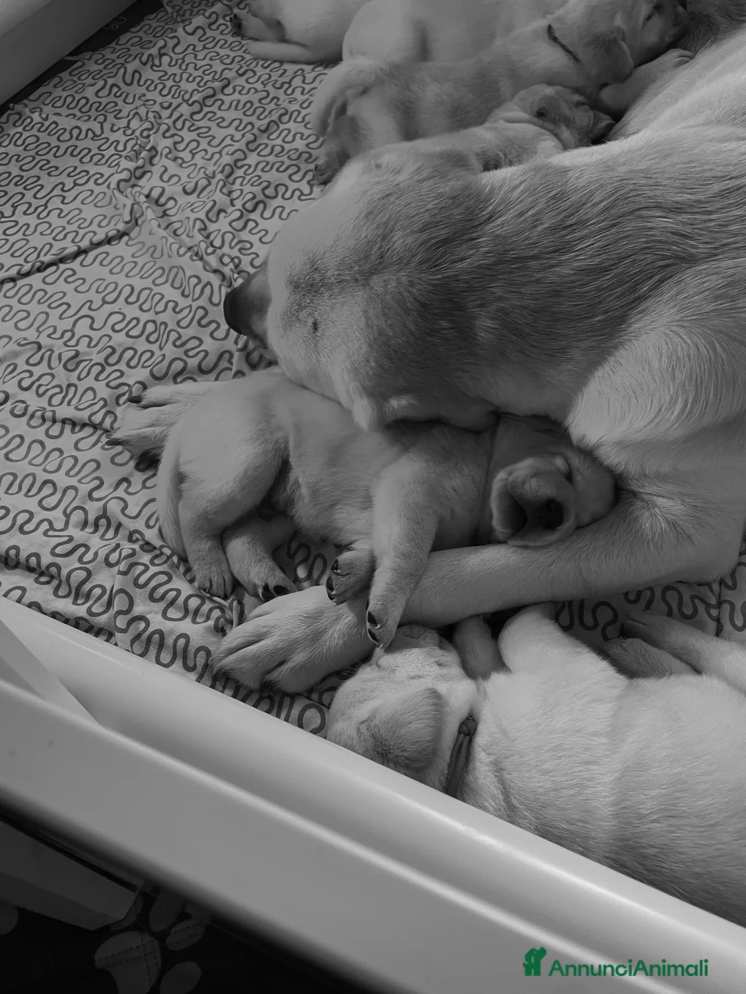 Labrador cani in vendita: Cuccioli di Labrador  - Annuncio 2