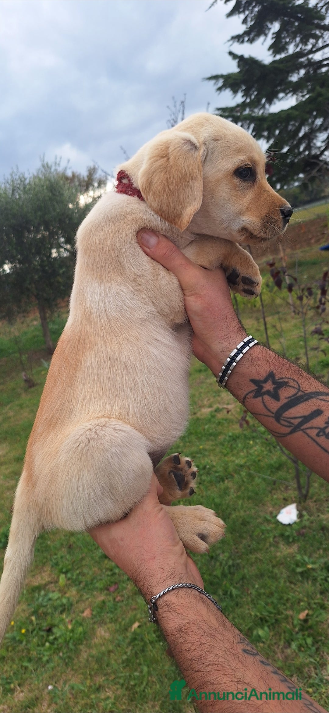 Labrador cani in vendita: Labrador cuccioli con pedigree Enci  - Annuncio 10