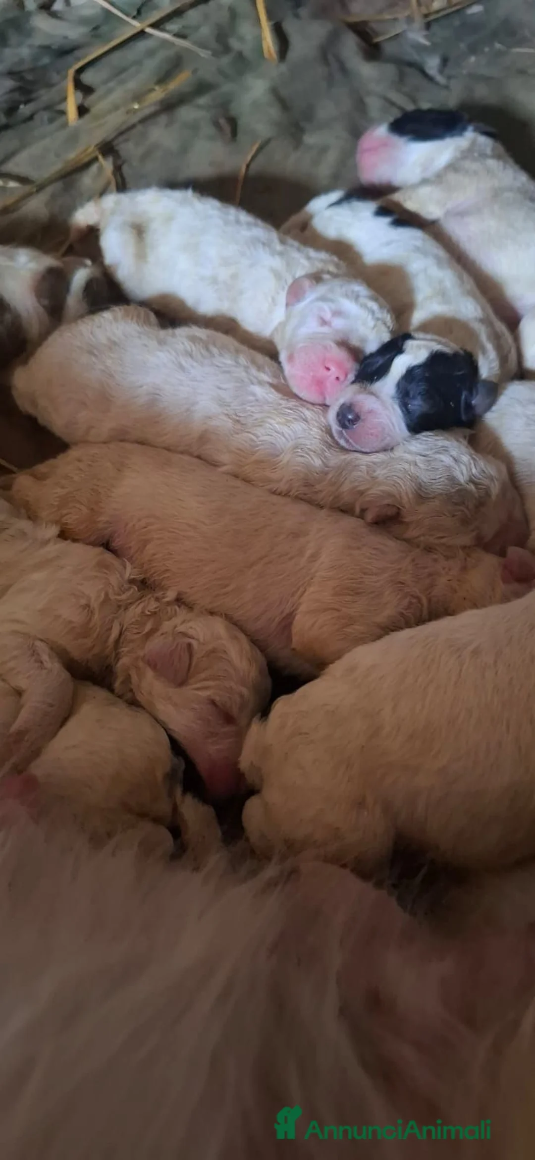 Meticcio cani in vendita: Cuccioli maremmano e pastore caucaso a Provincia di Pesaro e Urbino - Annuncio 3
